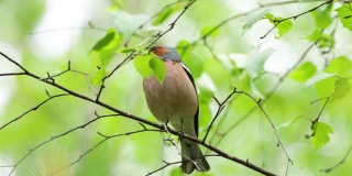 在一个春天的夜晚，普通的苍头燕雀栖息在桦树的树枝上歌唱