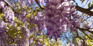 紫藤在春天的花园里盛开。