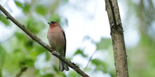 春天的傍晚，在北方森林里，一只普通的苍头燕雀栖息在桦树的树枝上歌唱。