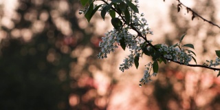 鸟樱桃树，在一个美丽的春天的傍晚，在温暖的日落中盛开的番荔枝