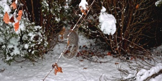 冬天，灰松鼠坐在树枝上吃东西