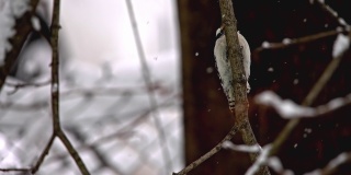 冬天啄木鸟躲在树枝上