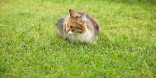傲慢的短毛家庭滑稽虎斑猫溜过新鲜的绿色草地背景。夏天，小猫在花园后院散步。宠物保健和动物理念