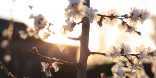 杏花枝头在春天的风中摇曳。花园里树上的花