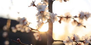杏花枝头在春天的风中摇曳。花园里树上的花
