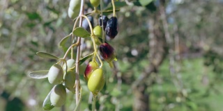 一滴滴的特级初榨橄榄油从树枝上生长的绿橄榄上飘落到地上，在清澈的蓝天背景下，橄榄枝在慢镜头中摇曳。滴