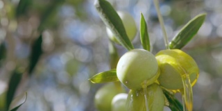 橄榄树的树枝从收获的橄榄上弯下来，黑色和绿色的橄榄生长在农业种植园里。新鲜的有机橄榄油从树枝上滴下，橄榄油生产
