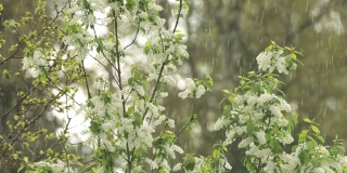 鸟樱桃树，在春季的一个大雨晚上盛开的番荔枝