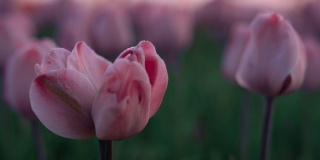 郁金香宏观生长在夕阳光。特写花园中盛开的两朵花。