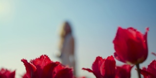 近距离拍摄红色花朵背景上的无名女孩。美丽的红色郁金香特写。