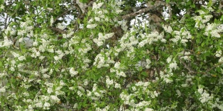 鸟樱桃树，在一个美丽的春天里盛开的番荔枝