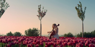 年轻女子在盛开的郁金香田里演奏大提琴