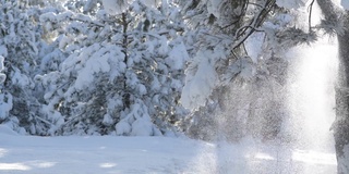 一场雪崩从松树上落下