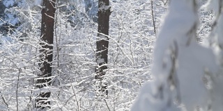 一场雪崩从树上落下