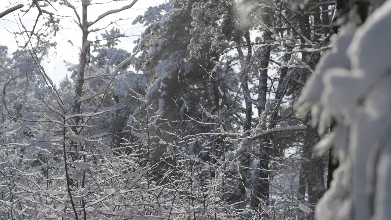 雪像雪崩一样从树枝上落下。