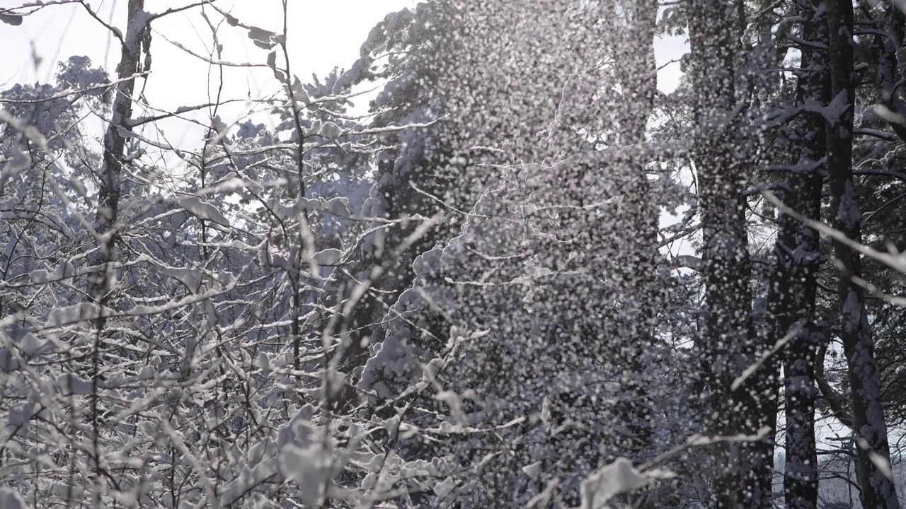 雪像雪崩一样从树枝上落下。