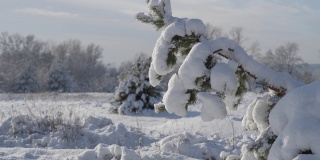 那棵松树被雪压弯了。