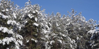 松树被松软的雪覆盖着。