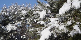 雪像雪崩一样从树枝上落下。