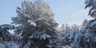 一场雪崩从树上落下