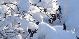 野生浆果被蓬松的雪覆盖的特写。