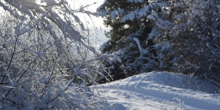 灌木被冰雪覆盖着。