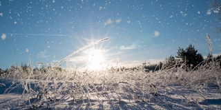 冬天的景观有降雪量，云杉树枝上的霜花，圣诞冬天的景观美丽