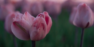 特写镜头:郁金香田里生长的奇特花朵。在花园里拍摄粉红色的花。