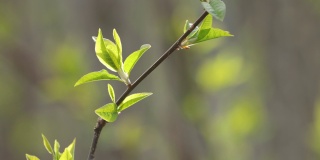 鲜鸟樱桃树，春日梅花叶