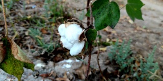 美丽的短，一个印度村庄棉花水果和花卉种植在农场