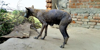 印度村庄的狗病，印度村庄的狗吃面包