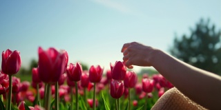 春暖花开，春暖花开。女人的手抚摸着花园里的郁金香。