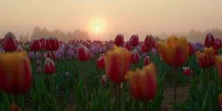 风景如画的春花公园在日出。晨雾中的花园