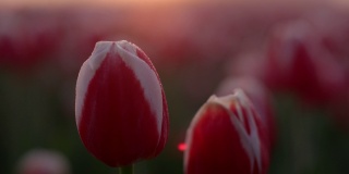 近距离的花蕾在露珠在日出雾。微距镜头郁金香在日落的光线