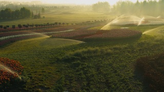 春季花园植物浇水。清晨灌溉系统视图视频素材模板下载