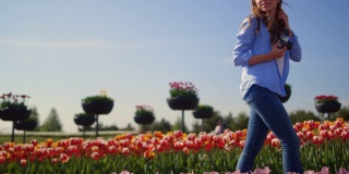 阳光明媚的日子里，一个快乐的女人拿着相机在郁金香田里散步，抚摸着鲜花。