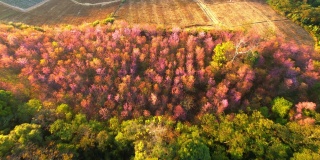 一个有着美丽的野生喜马拉雅樱桃树的乡村。那空泰国,泰国
