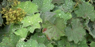 普通炼金术(Alchemilla vulgaris)是玫瑰科多年生草本植物，因其叶子能收集闪亮的水滴而被种植在花园中。