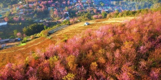 一个有着美丽的野生喜马拉雅樱桃树的乡村。那空泰国,泰国