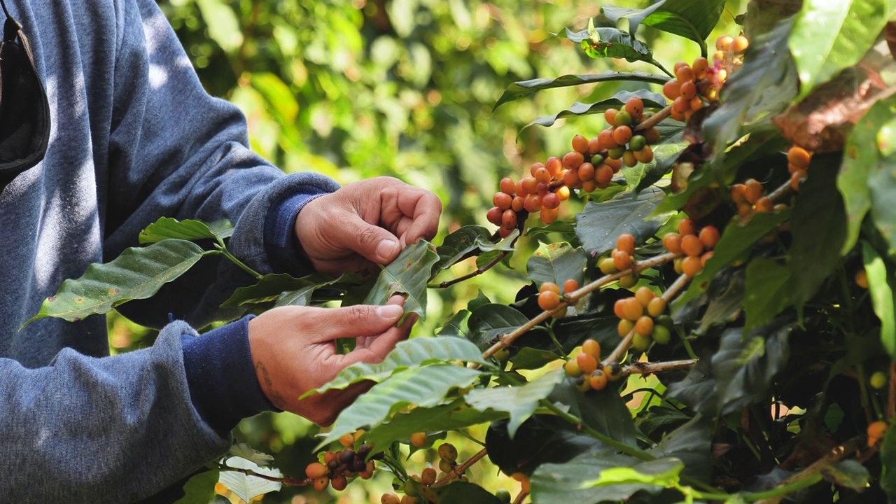 人手采摘黄色咖啡豆，成熟浆果，在绿色生态有机农场种植新鲜咖啡树种子。近手收获黄色成熟咖啡种子，收获阿拉比卡浆果咖啡农场