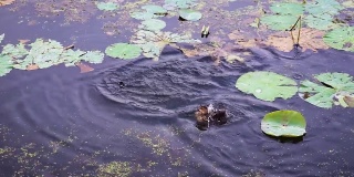从上角在池塘水里洗澡的小鸭子
