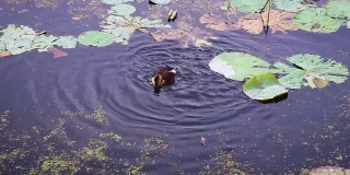 从上角在池塘水里洗澡的小鸭子