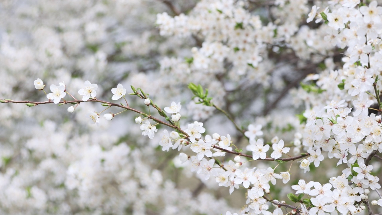 春天的时候，盛开的樱花在风中摇曳。果树