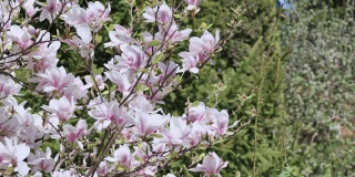 树枝上盛开着粉红色的白玉兰花，玉兰花树在绿色的春天