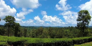 平角俯瞰山顶的茶园，天空湛蓝明亮