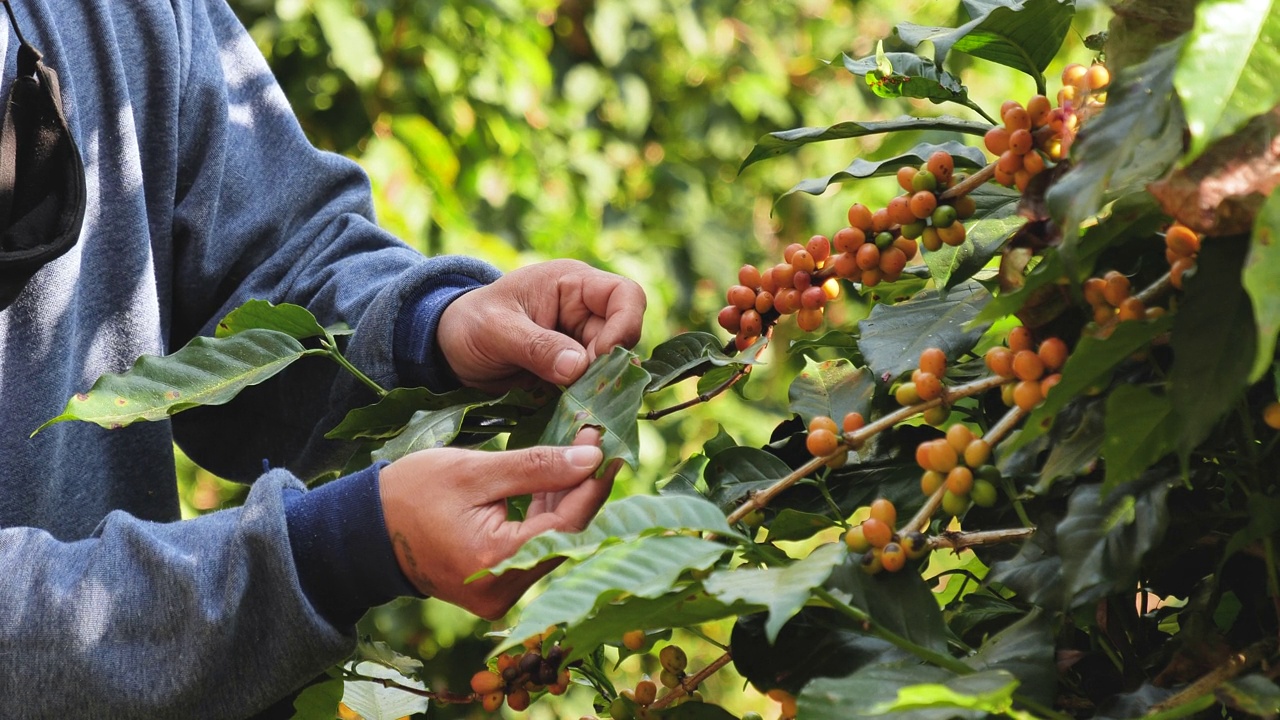 人手采摘黄色咖啡豆，成熟浆果，在绿色生态有机农场种植新鲜咖啡树种子。近手收获黄色成熟咖啡种子，收获阿拉比卡浆果咖啡农场