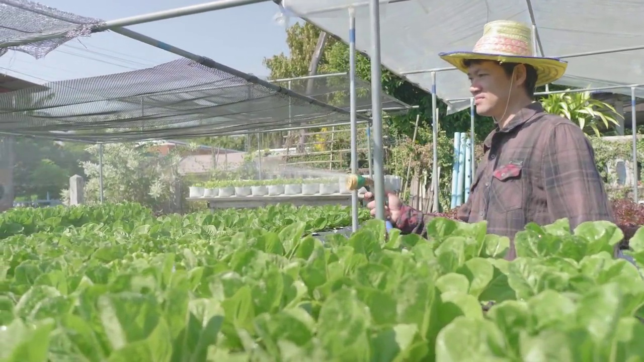 亚洲人在菜园里给植物浇水