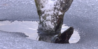 冰冻的水里覆盖着积雪的老树干。