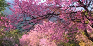 粉红色的樱花，樱花盛开的巷子。美好的风景优美的公园