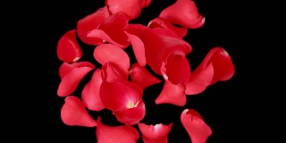 玫瑰花瓣和水滴在慢镜头中旋转和爆炸
